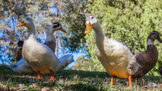 Several Ducks