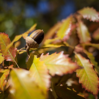 Close up image of leaves in autumn